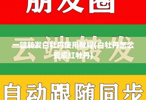 一键转发白牡丹使用教程(白牡丹怎么变成红牡丹)