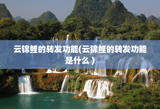 云锦鲤的转发功能(云锦鲤的转发功能是什么 )