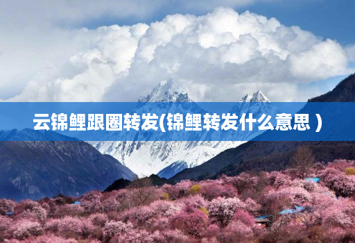 云锦鲤跟圈转发(锦鲤转发什么意思 )